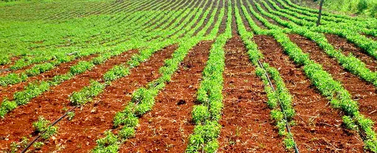 Plantación